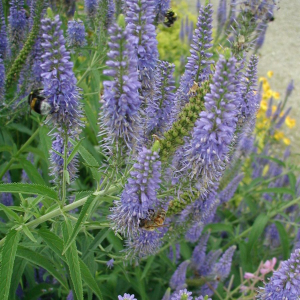 Veronica longifolia