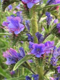 Slangenkruid (Echium vulgare)