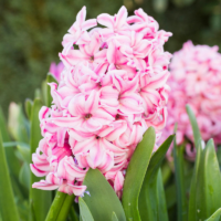 Hyacint (Hyacinthus orientalis 'Fondante')