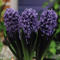 Hyacint (Hyacinthus orientalis ‘Delft blue’)