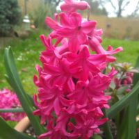 Hyacint (Hyacinthus orientalis 'Jan Bos')