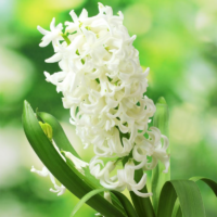 Hyacint (Hyacinthus orientalis 'White pearl')