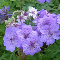 Knolooievaarsbek (Geranium tuberosum)