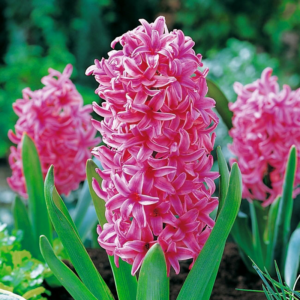 Hyacint (Hyacinthus orientalis 'Pink pearl'